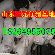 湖北三元仔猪价格湖北仔猪交易市场山东仔猪价格图片
