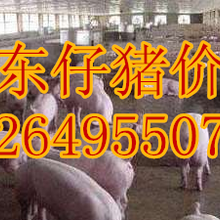 湖南三元仔猪价格娄底仔猪价格株洲仔猪价格图片
