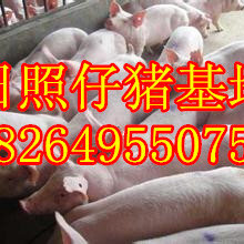 江西三元仔猪批发价格江西仔猪收购价格图片
