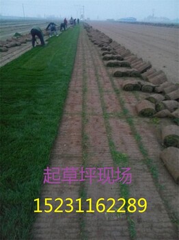 冷季型早熟禾草坪