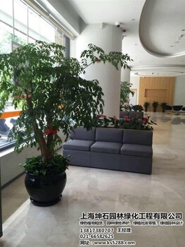 觀葉植物出租坤石園林奉賢觀葉植物出租公司