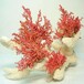 重庆南岸区哪里可以免费鉴定交易珊瑚