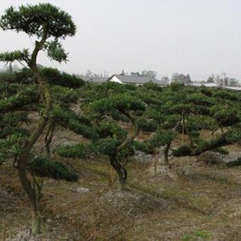 罗汉松报价：五针松、湿地松、马尾松、白皮松、雪松、油松、黑松