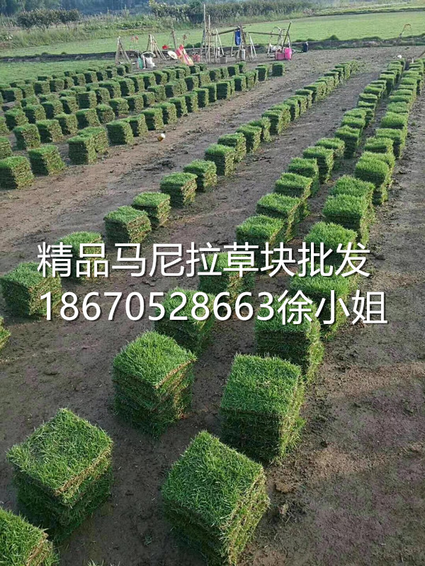 湖南郴州草皮苗木绿化专业合作社