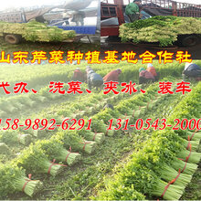山东芹菜基地常年供应精品五指菜芹图片