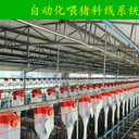 豬自動飼喂系統(tǒng)品質(zhì)保證養(yǎng)豬自動料線