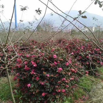 绿化苗木常绿灌木报价：茶梅茶花球、红帽月季、南天竹、树状月季