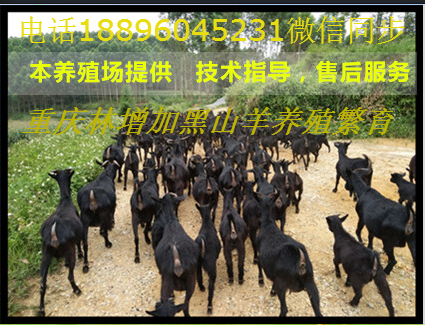 重庆市丰都县双龙林增加黑山羊养殖场