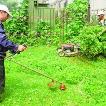 临平绿植租赁公司植物出租照片及大优势