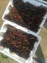 全国供应山东龙虾苗图片