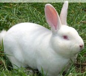 商丘獭兔价格獭兔养殖