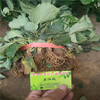 遼寧大連市草莓苗培育基地，奶油草莓苗價格一畝地栽多少草莓苗