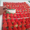 云南普洱奶油草莓苗培育基地云南哪里有草莓苗培育基地？