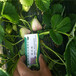 红颜草莓苗与章姬草莓苗哪一个产量高红颜草莓苗批发价格