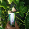 紅顏草莓苗與章姬草莓苗哪一個產量高紅顏草莓苗批發價格