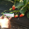 奶油草莓苗奶油草莓苗一畝地能產多少斤草莓奶油草莓苗多少錢一棵
