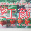 新疆烏魯木齊其草莓苗培育基地，紅顏草莓苗批發價格