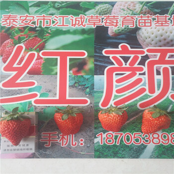新疆乌鲁木齐其草莓苗培育基地，红颜草莓苗批发价格