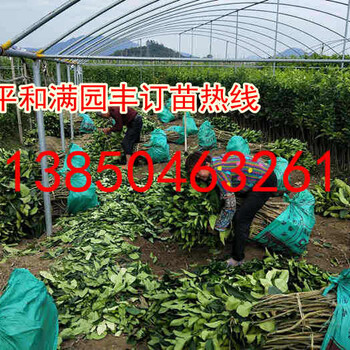 重慶黃肉蜜柚苗價格
