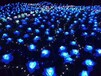 上海盈戈文化传播有限公司炫丽灯光节
