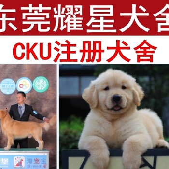 东莞哪里有狗卖东莞耀星犬舍纯种健康狗东莞犬舍位置定位