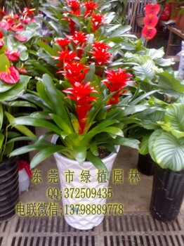 供應紅運當頭粉掌如意皇后紅鐵花木租擺垂直綠化室內(nèi)外綠化養(yǎng)護