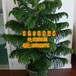供应迎客松南洋杉百合竹美人蕉发财树垂直绿化室内外绿化养护