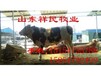 安徽300斤小公牛价格