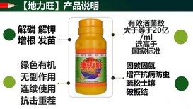 治疗芒果角斑病用什么药预防芒果角斑病药图片4