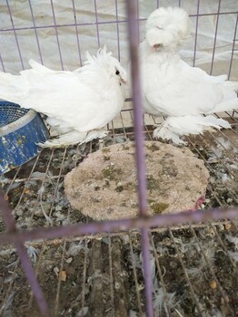 纯种观赏鸽种鸽出售、观赏鸽养殖场、观赏鸽养殖