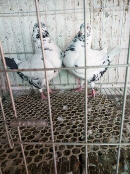灰色元宝鸽种鸽一对多少钱？种鸽养殖技术