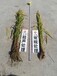 作物種子增產處理調優技術實時資訊——如何優化小麥質量