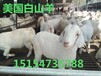 浙江一只50斤左右白山羊价格多少钱