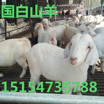浙江一只50斤左右白山羊价格多少钱