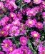 荷兰菊种植-大量供应高性价荷兰菊