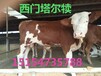 一头200斤肉牛犊价格多少钱