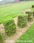 可供汕头体育场周边环境绿化马尼拉真草皮种植基地供应