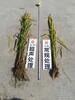 作物種子增產處理調優技術認準廣州金稻農業-水稻提高產量的方法