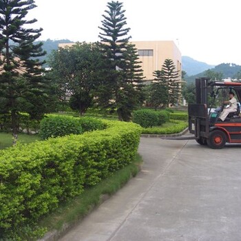 公园道路两侧常用绿化苗木~地被绿篱植物~道路绿化苗木茗茜