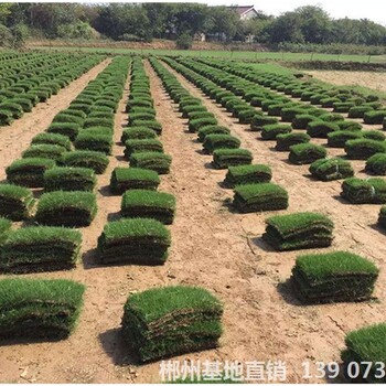 可供鄂州樓盤小區(qū)綠化馬尼拉真草皮新價格