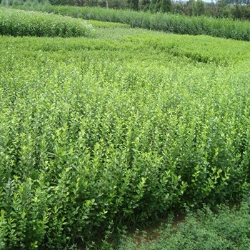 《厲害了~》淄博小龍柏價格~~小龍柏種植基地-江瑞