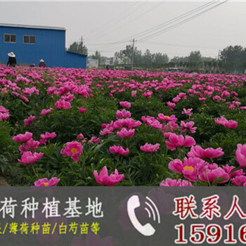 廣西薄荷葉種植