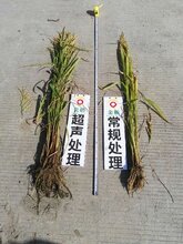 作物种子增产处理调优技术哪家好,小麦增产技术图片