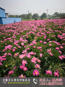 杭州白芍苗