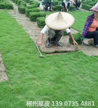 株洲馬尼拉草坪采購價格