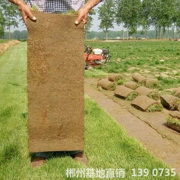 可供貴州貴陽種植草皮馬尼拉草皮修剪高度