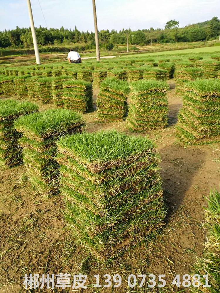 湘潭马尼拉草坪真草皮种植流程及注意事项