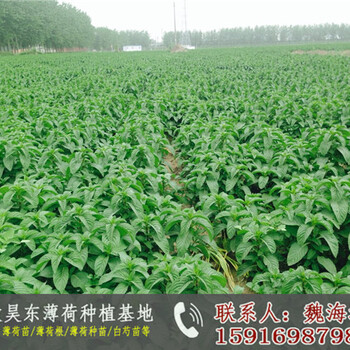 合肥薄荷葉哪里有賣的