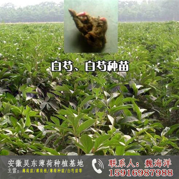 貴陽(yáng)白芍苗種植