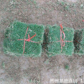 廣東馬尼拉草皮天然草皮送貨上門